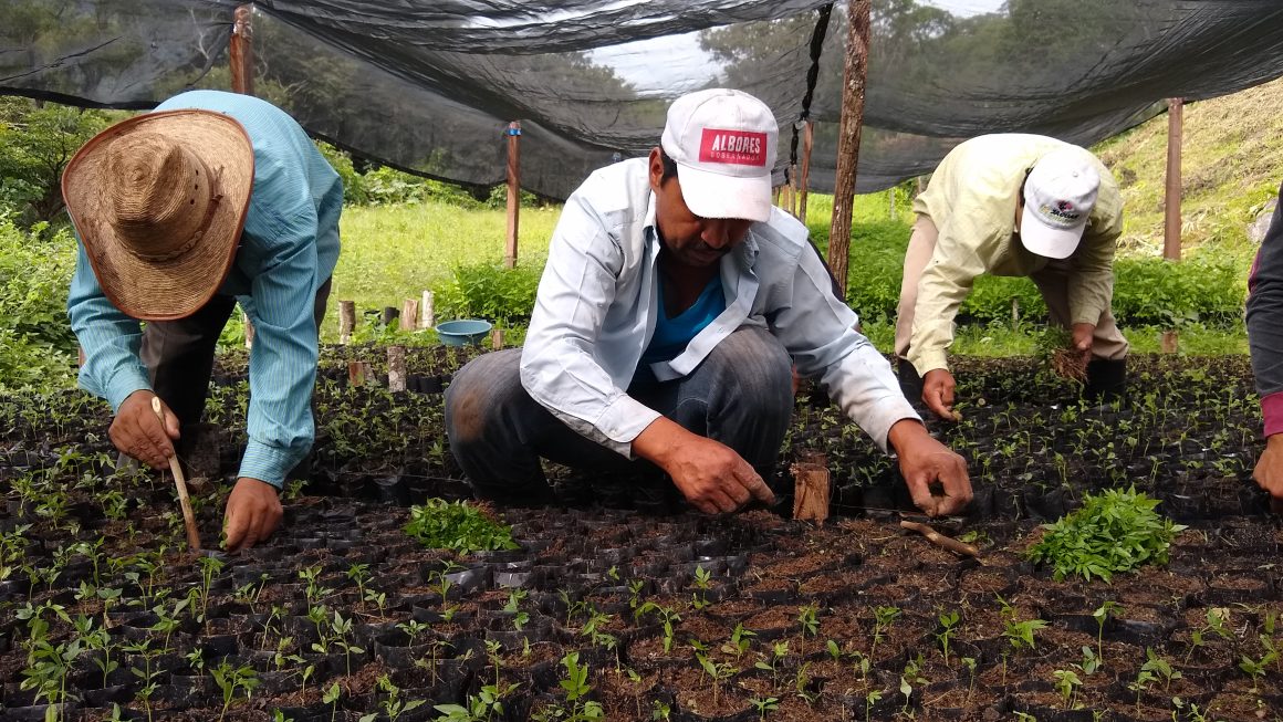 Restauración forestal, establecimiento y mantenimiento de sistemas agroforestales en comunidades de la Sierra Madre de Chiapas