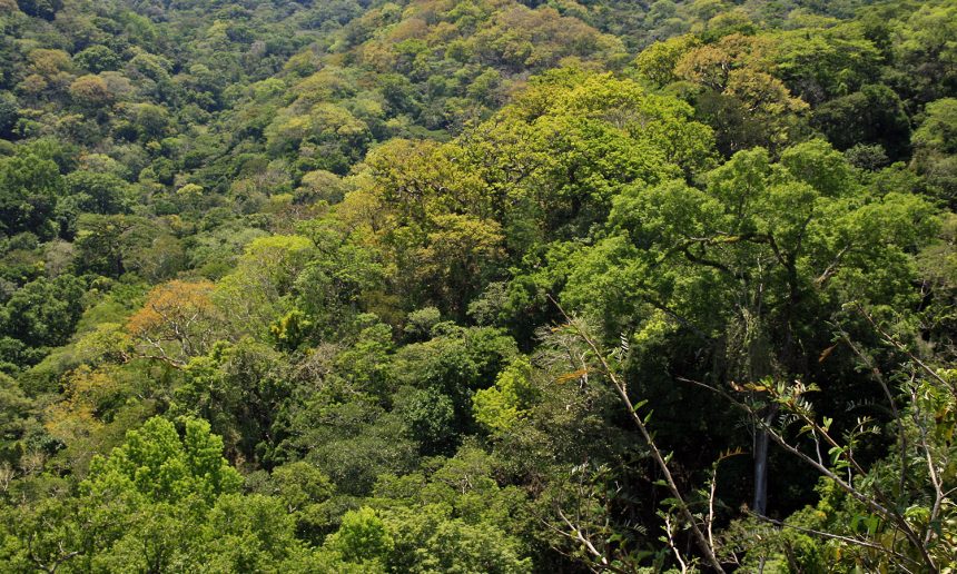 Deforestación evitada en la región Marqués de Comillas